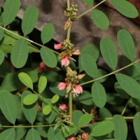 <i>Indigofera tinctoria</i>  L.